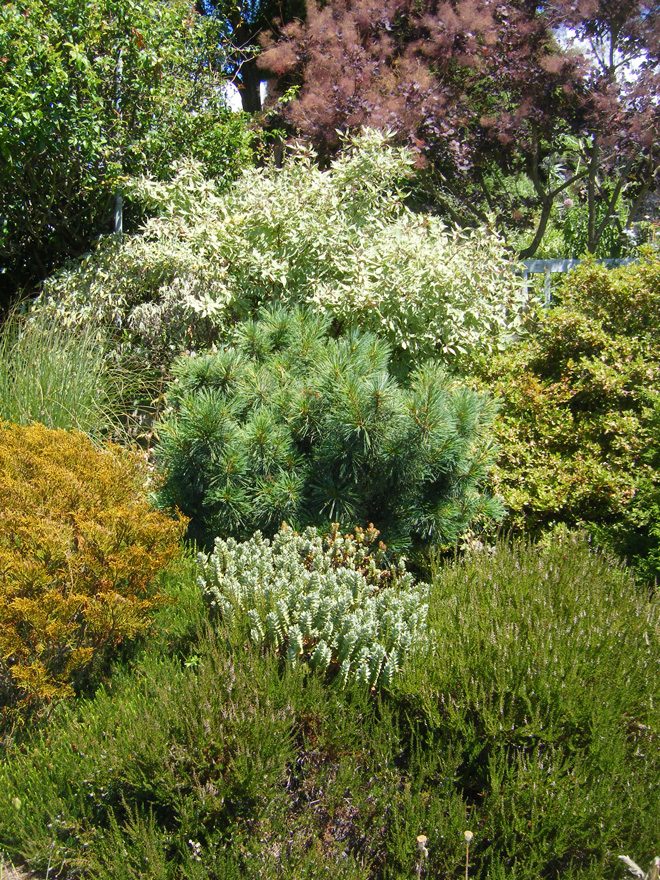 Plants in this Pacific Northwest garden are successfully adapting to temperature and precipitation changes. Photo: Deborah Phare