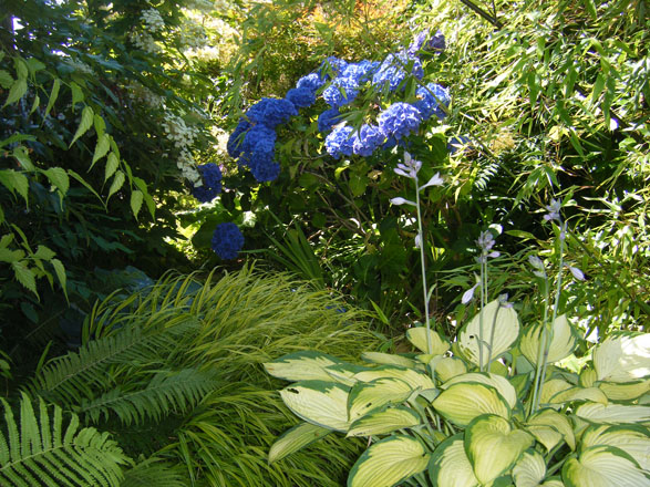 This pleasing shade garden composition of hydrangea, hosta, ferns, and golden Japanese forest grass (Hakonechloa macra ‘Aureloa’) appreciates good soil and even moisture throughout the growing season. Photo: Deborah Phare