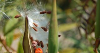 Seedpod-feature