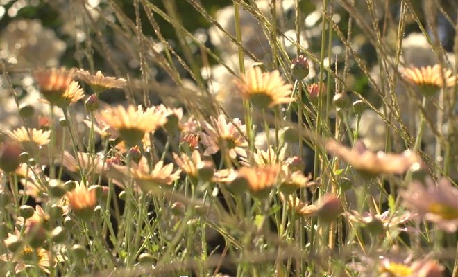 Photo: Garden Tribe 