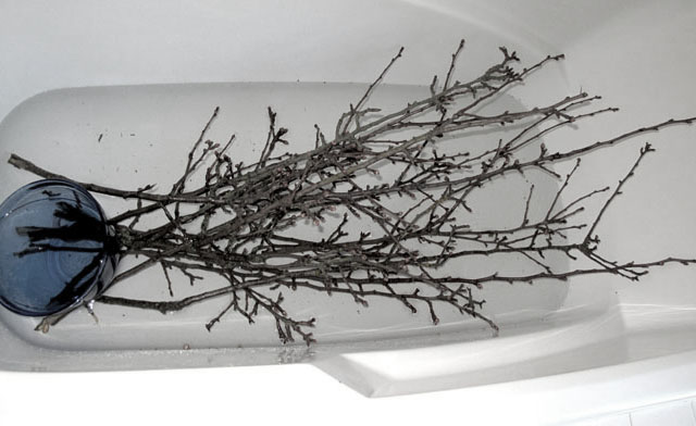 Soaking branches in tepid water encourages the plants to break their winter dormancy. Photo: Lorene Edwards Forkner