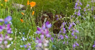 Photo: Saxon Holt/Photobotanic.com