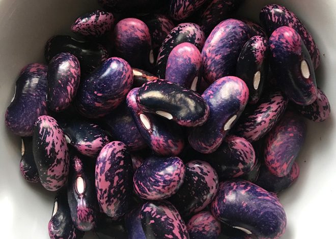 Scarlet runner beans. Photo: Lorene Edwards Forkner
