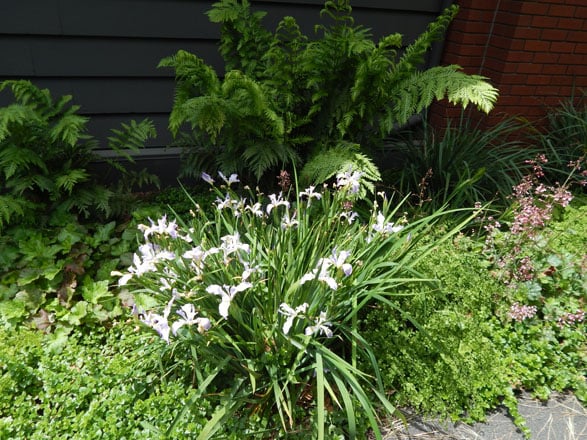A shady bed on the east side of the building contains Douglas iris (Iris douglasiana), Heuchera maxima, and yerba buena (Clinopodium douglasii), backed by the dramatic fronds of giant chain fern (Woodwardia fimbriata). Photo: Earl Nickel