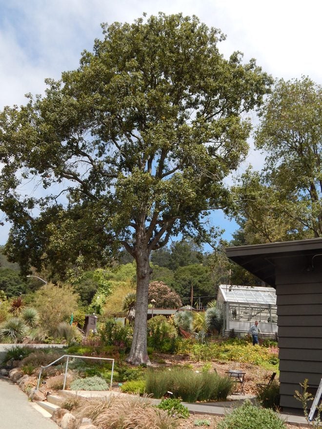 The largest bed in the new landscape slopes down to the Hall’s main entrance, and is dominated by the canopy of a mature netleaf oak (Quercus rugosa). Photo: Earl Nickel