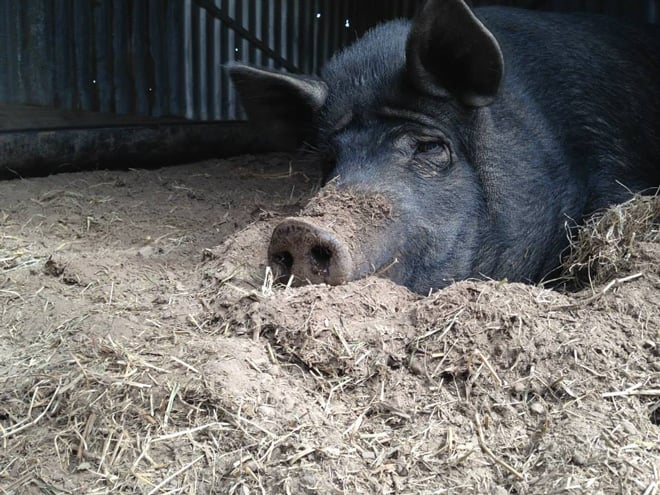 Dorris, an impressive, pregnant sow at the Fork & Hoe Collective, succumbs to one of her moods. Photo: Heather Evans