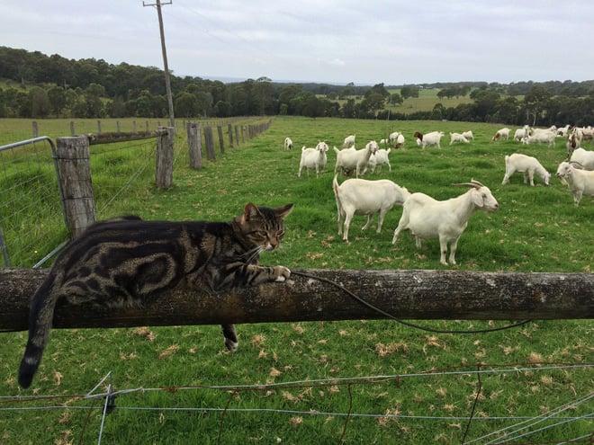 A farm cat casually assumes herding responsibilities for these goats at Meringo Creek Farm in New South Wales, Australia. Photo: Heather Evans