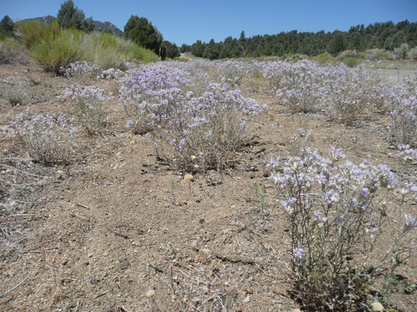 Giant woollystar (Eriastrum densifolium), Eastern Sierra. Photo: Madena Asbell