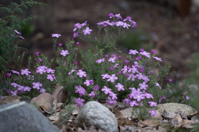 California prickly phlox (Linanthus californicus). Photo: Madena Asbell