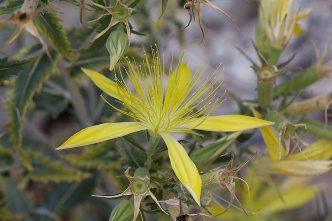 Blazing star (Mentzelia laevicaulis), Eastern Sierra. Photo: Madena Asbell