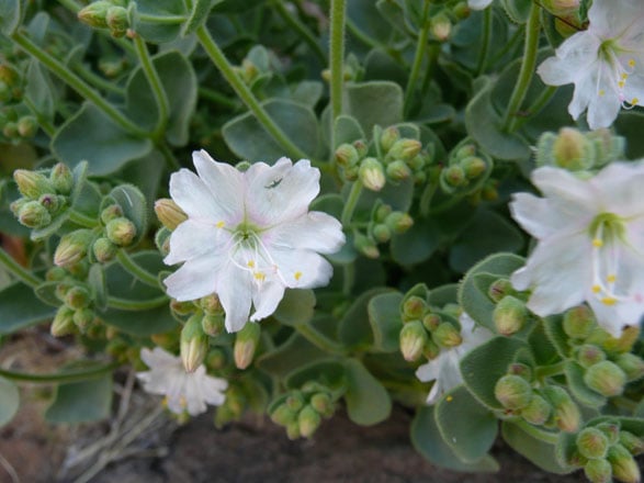 Wishbone bush (Mirabilis laevis var. villosa), Death Valley. Photo: Madena Asbell
