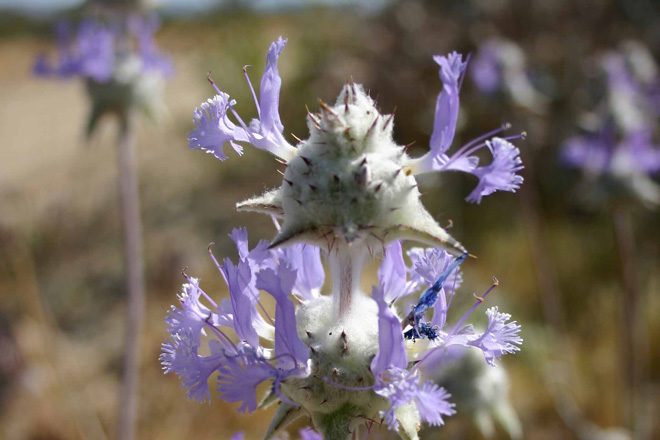 Thistle sage (Salvia carduacea), Antelope Valley. Photo: Madena Asbell