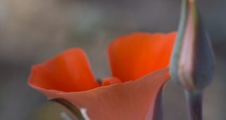 TPF-wildflower-feature-2