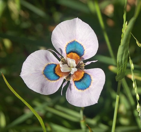The striking peacock iris (Moraea villosa). Photo: Earl Nickel