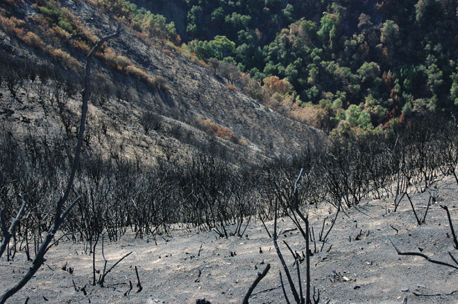 The devastated landscape on Hennicksons Ridge after the 2008 Basin Complex fire. Photo: Bill Davidow