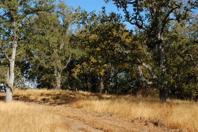 Oak forests on Hennicksons Ridge. Photo: Bill Davidow