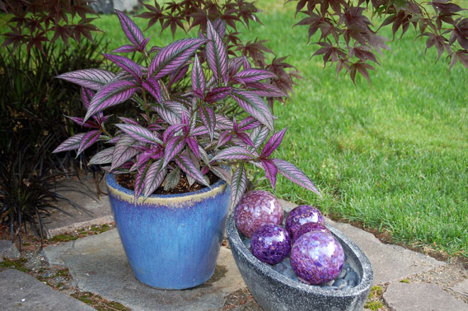 Color echoes run through the garden's plants, pots, and accessories. Photo: Deb Caulderon