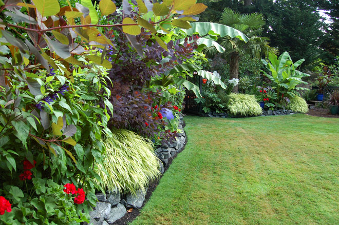 A long mixed border in the back yard is a colorful tapestry of smoke bush (Cotinus coggygria), Japanese banana (Musa basjoo), and other foliage-forward plantings, skirted by clumps golden Japanese forest grass (Hakonechloa macra ‘Aureola’) with accents of bright red geraniums. Photo: Deb Caulderon