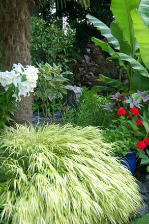 White ‘Casablanca’ lilies and variegated trumpet flower (Brugmansia) fill the garden with heady fragrance in late summer. Photo: Deb Caulderon
