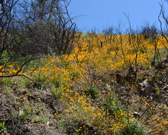 Nature celebrates spring in 2017 after the Soberanes of 2016 and a wet winter. Photo: Bill David