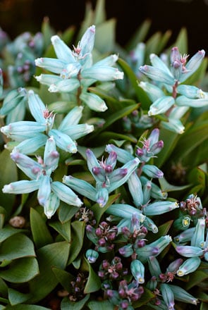 Lachenalia viridiflora. Photo: Annie’s Annuals & Perennials