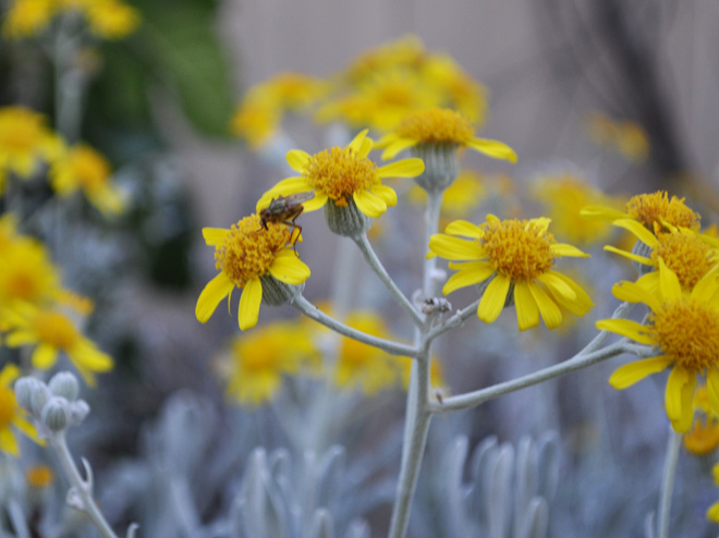 Golden-yellow blooms on Senecio palmeri ‘Silver and Gold’ appear on branched inflorescences in spring. Photo: Betsy Collins