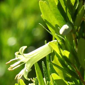 Correa glabra 'Coliban River'