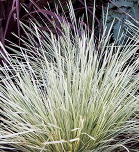 Lomandra longifolia 'Platinum Beauty'