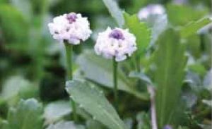 Lippia nodiflora 'Kurapia'