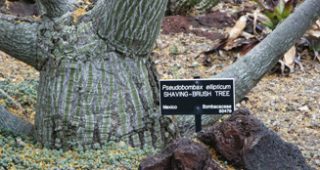 Caudex-feature