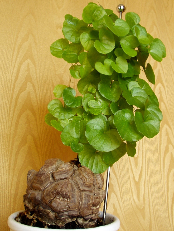 Elephant foot/turtle back (Dioscorea elephantipes). Photo: E. Bihrmann