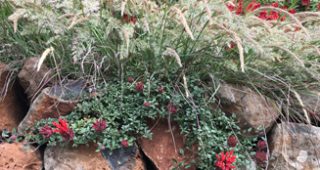 CA-garden-feature