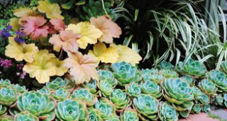 Succulents-feature