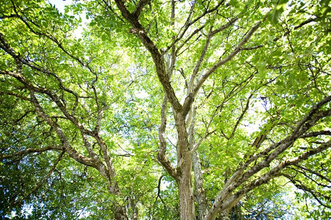 Discovering physical and emotional shelter in the garden. Photo: P. Annie Kirk