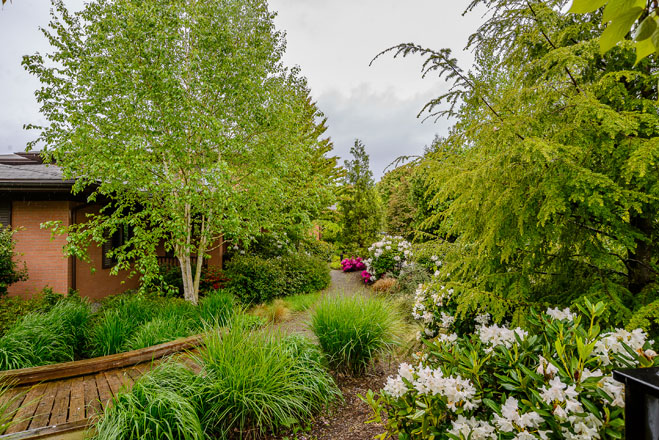A wooden bridge spans a watercourse in the rain garden that was installed to manage drainage. Photo: Jerry Cahill