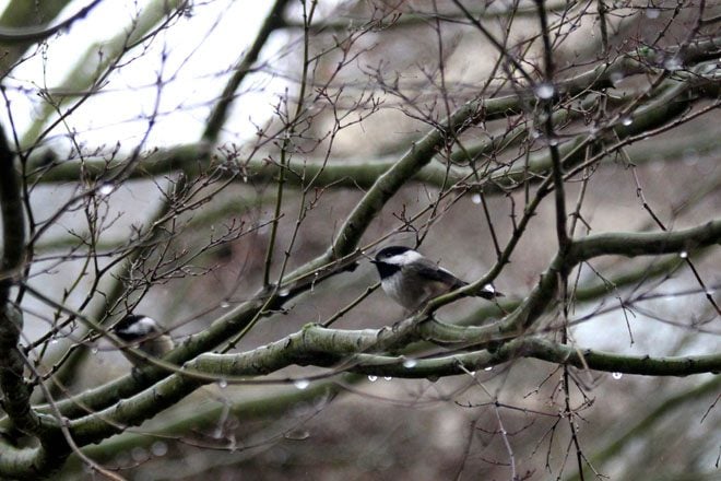 Black-capped Chickadee. Photo: Tracey Byrne