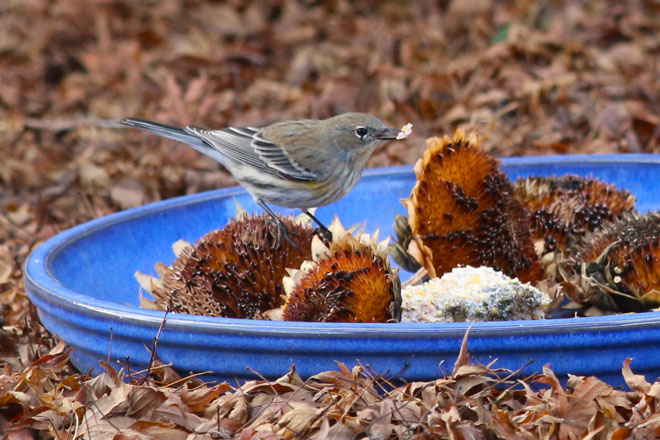 A Yellow-rumped Warbler feeding on sunflower seed heads. Photo: Tracey Byrne