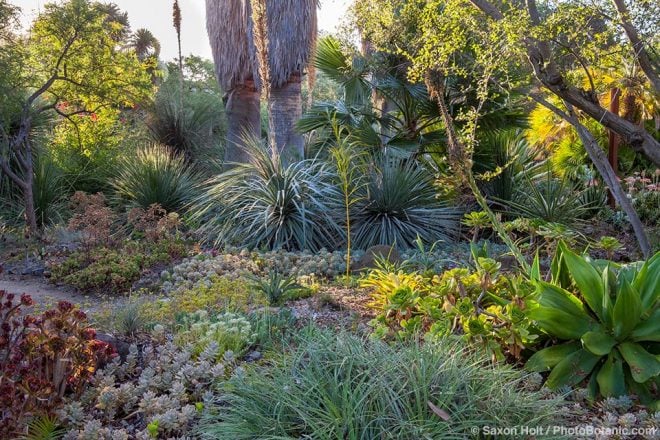 The Ruth Bancroft Garden. Photo: Saxon Holt/PhotoBotanic.com