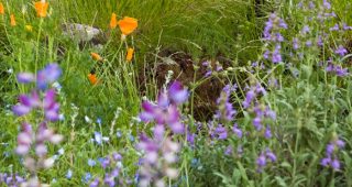 Photo: Saxon Holt/Photobotanic.com
