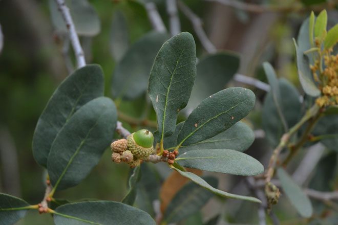 Engelmann oak (Quercus engelmannii) at the Los Angeles County Arboretum and Botanical Garden, Arcadia, California. Photo: Tracie Hall CC BY 2.0