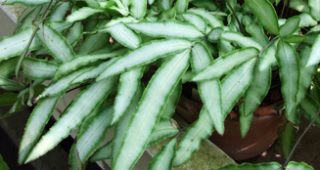 Broadleaf-feature