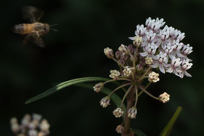 Bees are attracted to narrowleaf milkweed (Asclepias fascicularis) in the Monarch Waystation butterfly garden. Photo: Barbara Eisenstein