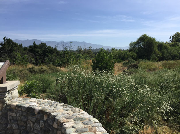 Today coastal sage scrub plants are naturalizing and nature park stewards are working hard to keep weeds under control. Photo: Barbara Eisenstein