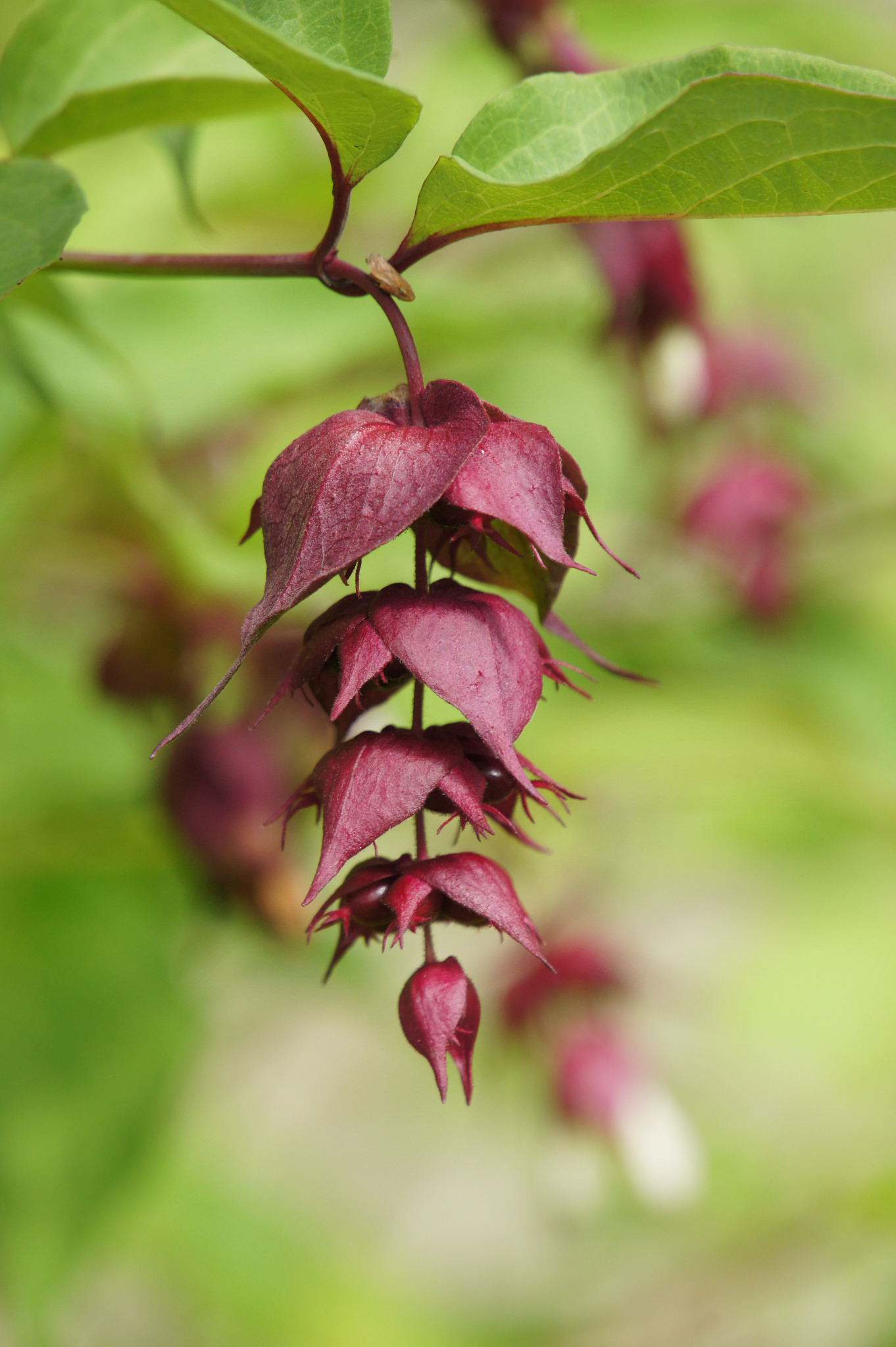 resource guide: more fragrant plants