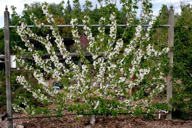 A blossoming cherry espalier in the Fair Oaks Horticultural Center Orchard. Photo: Chuck Ingels