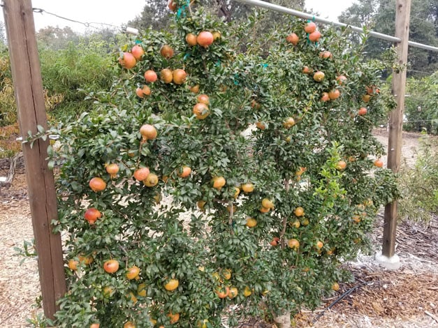 A heavy harvest of pomegranates ripening on an efficient, space-saving espalier. Photo: Chuck Ingels