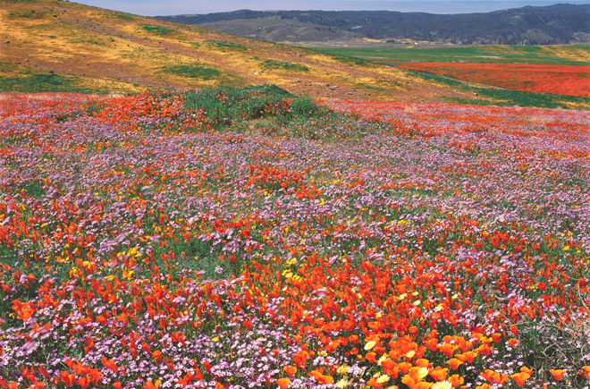 Antelope Valley California Poppy Reserve in Los Angeles County, awash in color from California poppies (Eschscholzia californica) and bird’s-eye gilia (Gilia tricolor). Photo: Rob Badger & Nita Winter