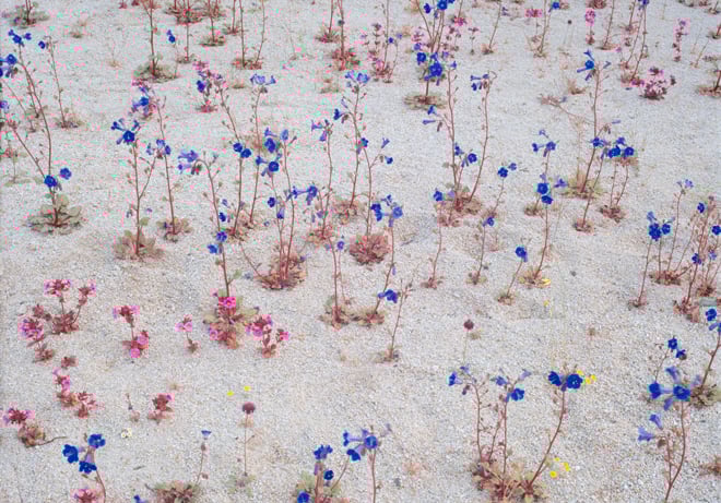 Bright blue desert Canterbury bells (Phacelia campanularia) and Bigelow’s monkey flower (Mimulus bigelovii) blossoming in a desert wash in Joshua Tree National Park. Photo: Rob Badger & Nita Winter