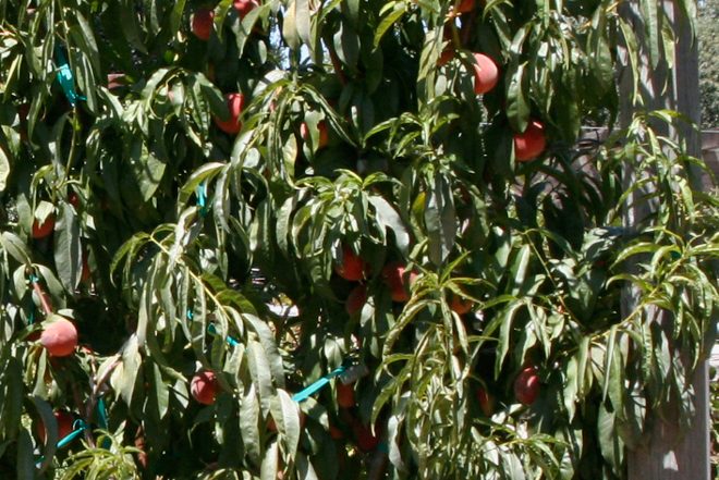 An abundant peach harvest on an easy-to-manage small tree in the Fair Oaks Horticultural Center Orchard. Photo: Chuck Ingels