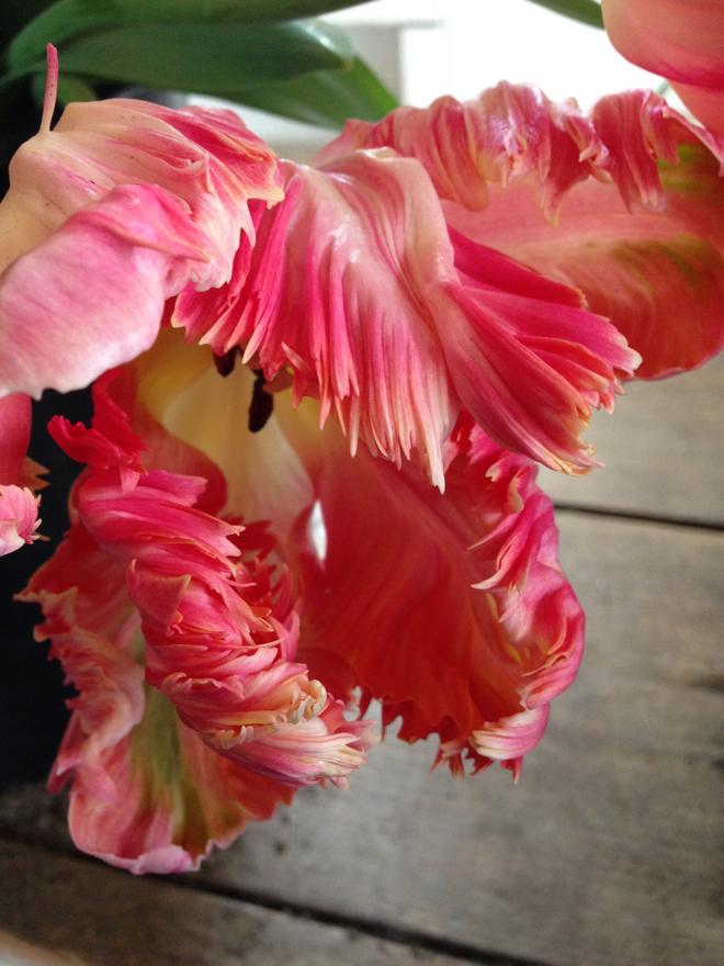 A blowsy parrot tulip welcomes spring. Photo: Lorene Edwards Forkner